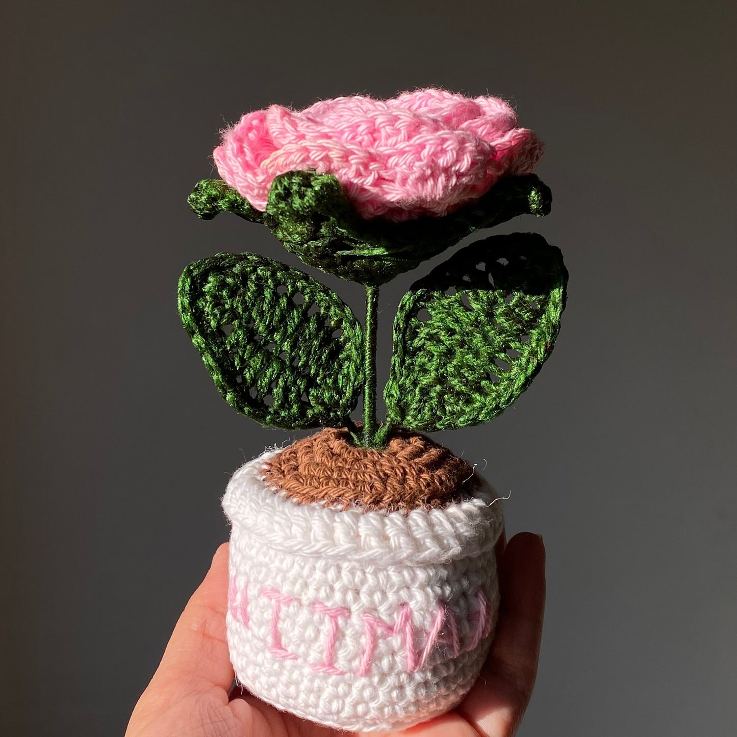 Pink Rose in White Pot