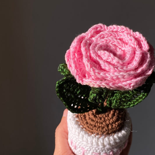 Pink Rose in White Pot